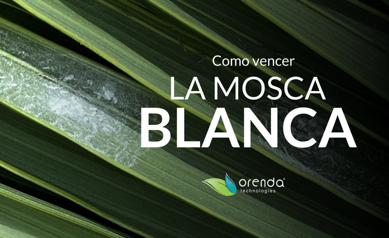 la mosca blanca
