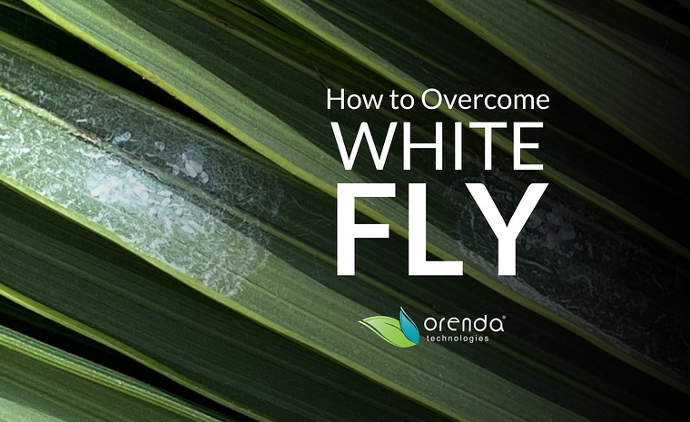 orenda how to overcome whitefly